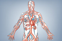 Vasculites: o ataque silencioso do sistema imunol&oacute;gico aos pr&oacute;prios vasos